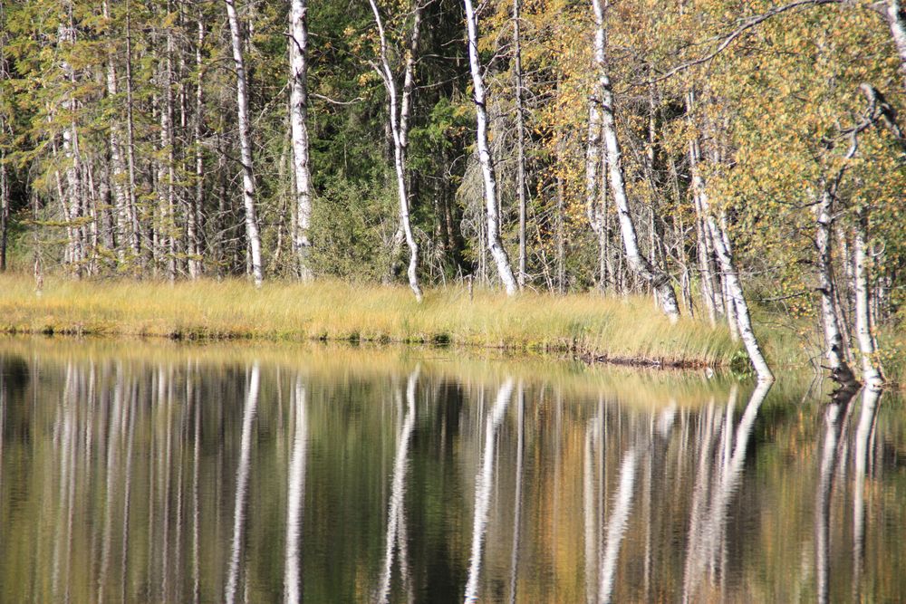 norwegen birkenwald by julw 