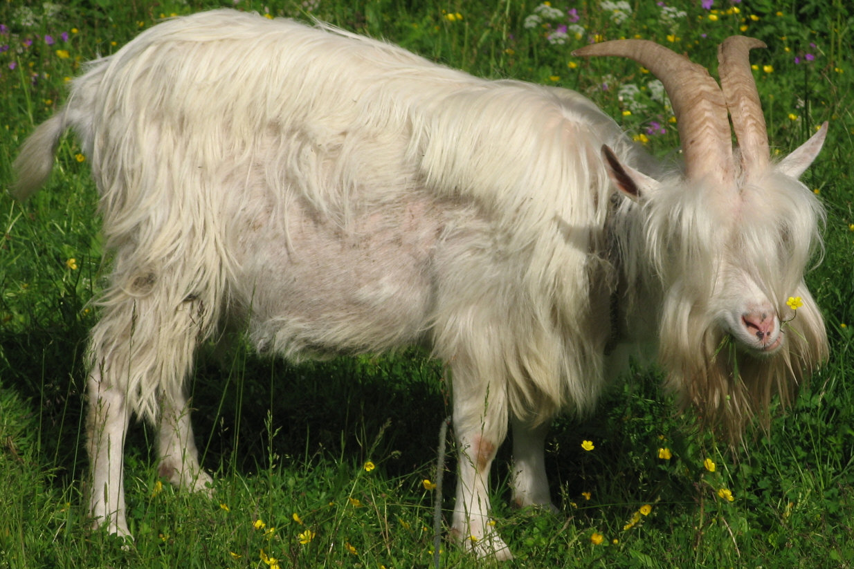 Norwegen Hippie Ziege mit Blume im Maul