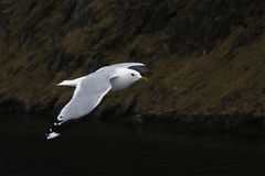 Norwegen in den Fjorden 3 - 2