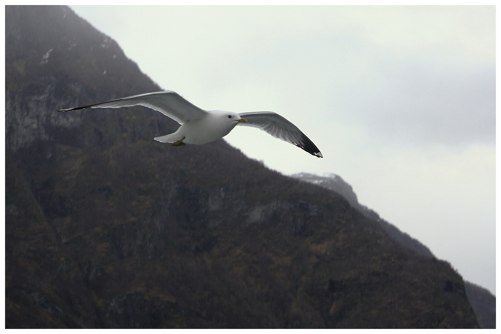 Norwegen in den Fjorden 3