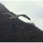 Norwegen in den Fjorden 3