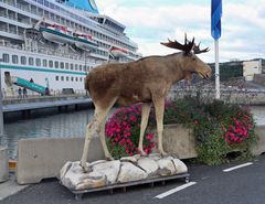 Norwegen - Kristiansand - Elch