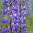 Norwegen - Lupine