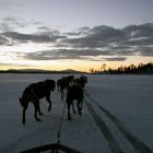 Norwegen, mit Schlittenhunden unterwegs bei -15ºC auf einem See nahe Kirkenes