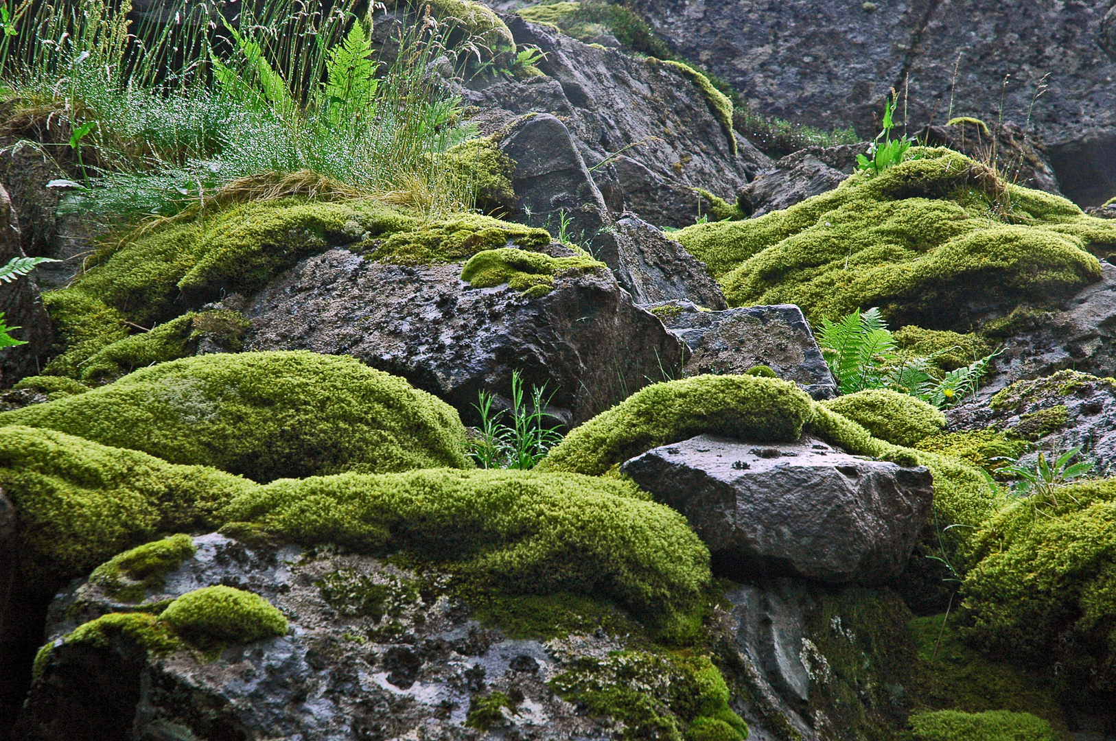 Norwegen, Natur am Wegesrand