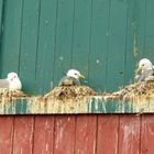 Norwegen -Rörvik brütende Möwen - Kittiwakes