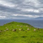Norwegen - Schafe auf der Insel Runde