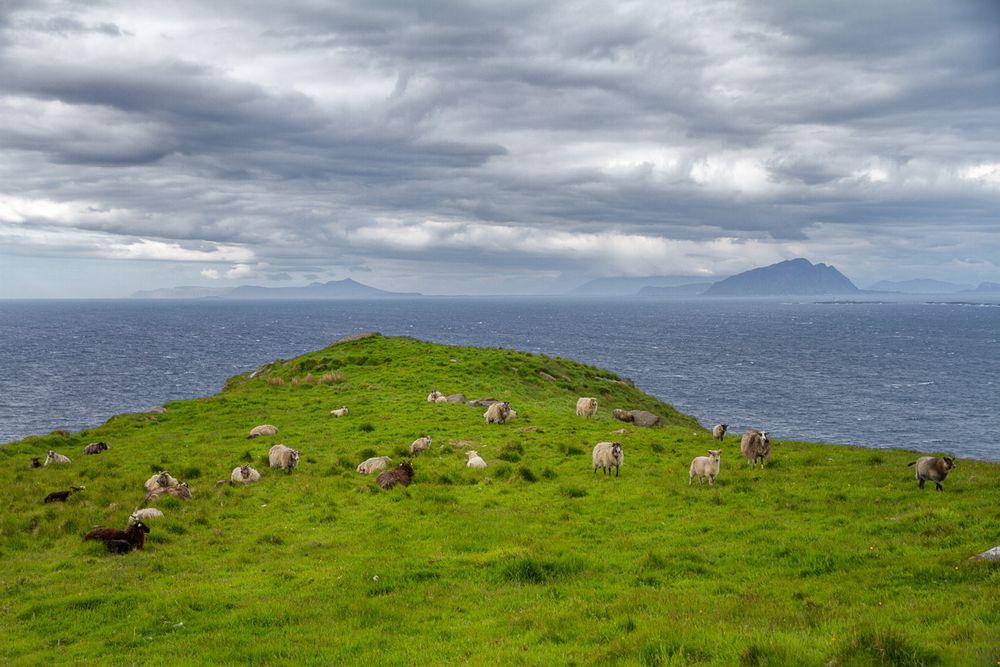 Norwegen - Schafe auf der Insel Runde