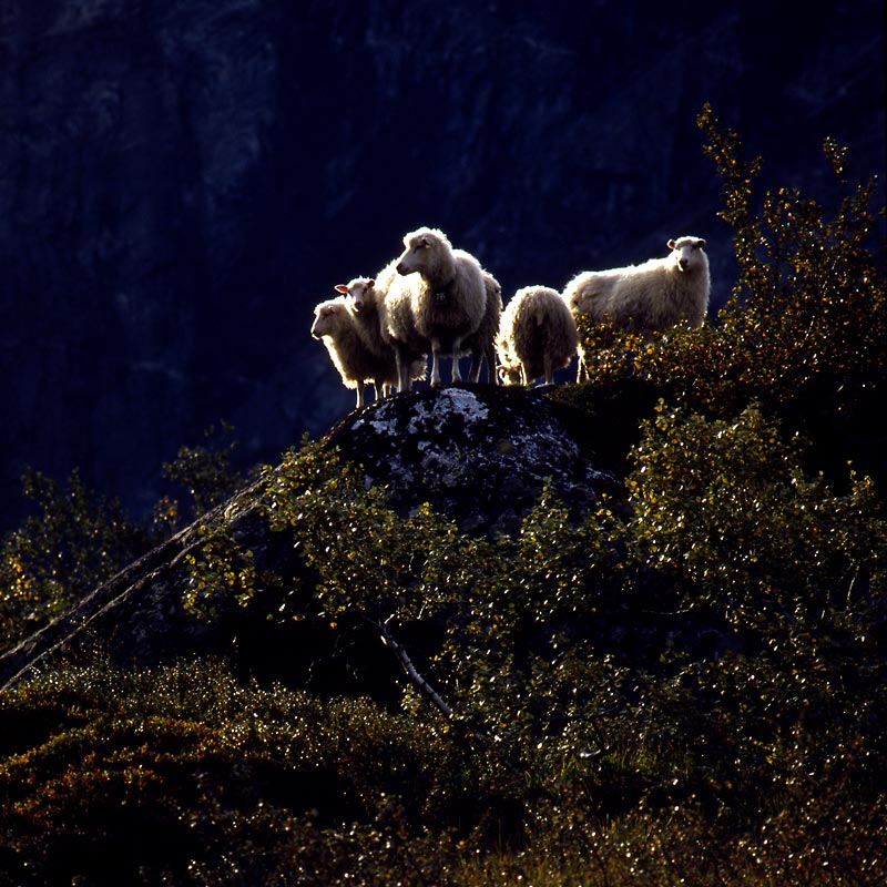 Norwegen-Schafe im Gegenlicht