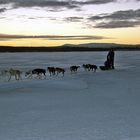 Norwegen, Schlittenhunde unterwegs bei -15ºC auf einem See nahe Kirkenes