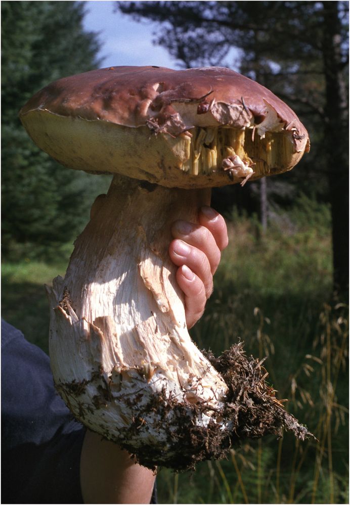 Norwegen  Steinpilzriese.....Doku