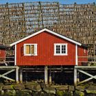 Norwegen: Stockfisch von den Lofoten