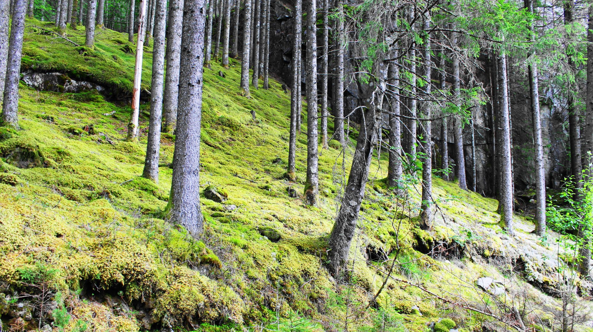 Norwegen - Waldimpression