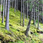 Norwegen - Waldimpression