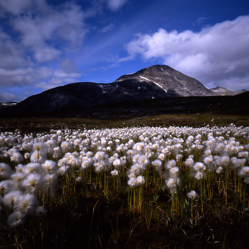 Norwegen- Wollgras