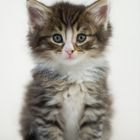 Norweger Kitten / 5