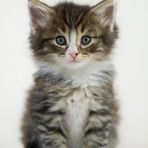 Norweger Kitten / 5