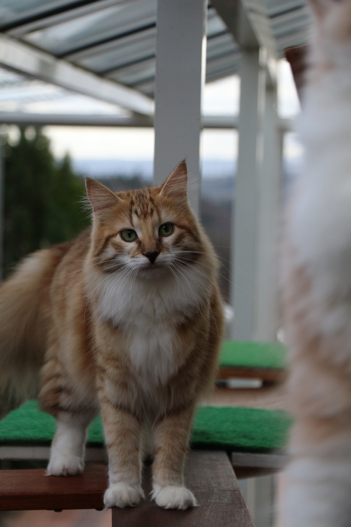 Norweger Waldkatze im Gehege