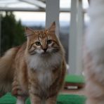 Norweger Waldkatze im Gehege