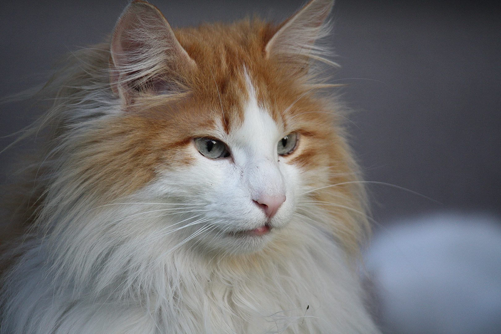 Norwegerkater im Charakterprofil