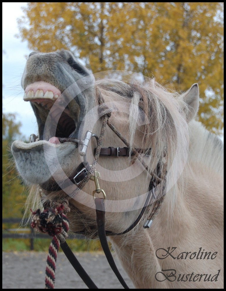 Norwegian Fjord Horse