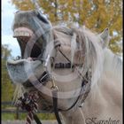 Norwegian Fjord Horse