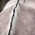 Norwegian fjord horse