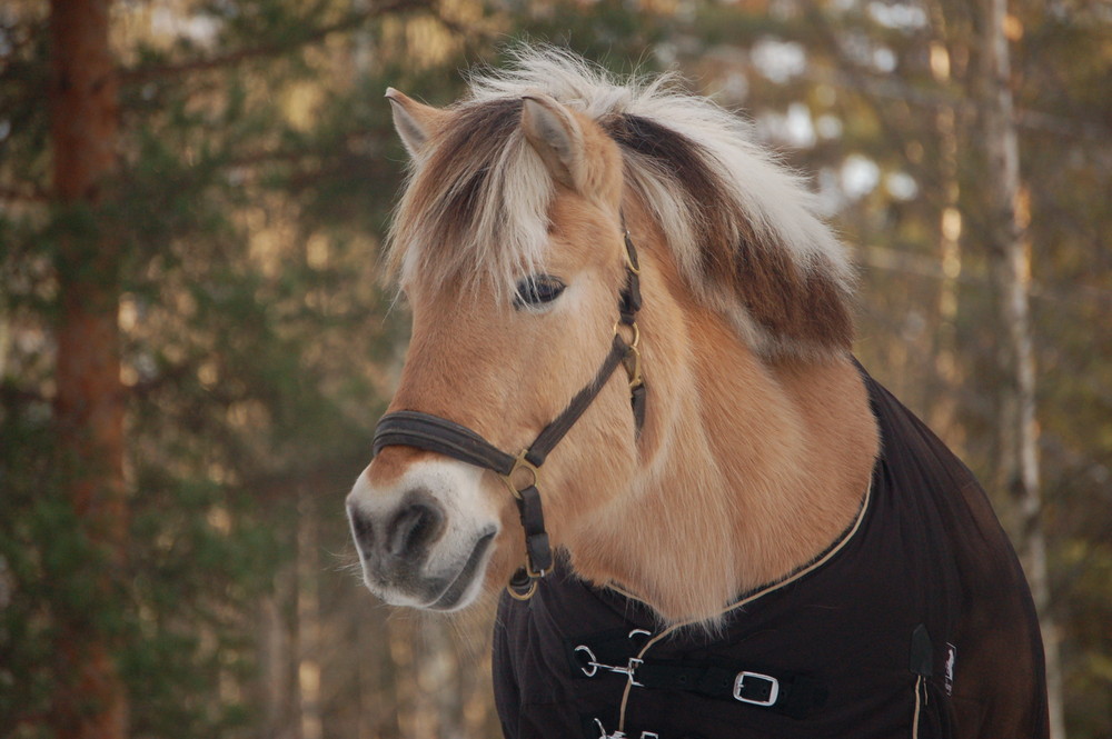 Norwegian Fjordhorse