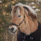 Norwegian Fjordhorse