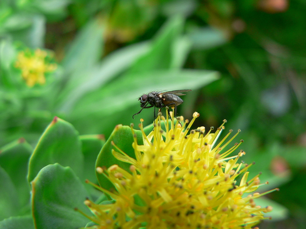 Norwegian fly