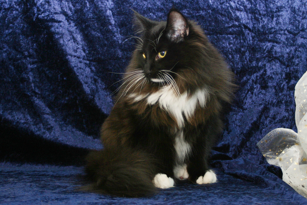 Norwegian Forest Cat