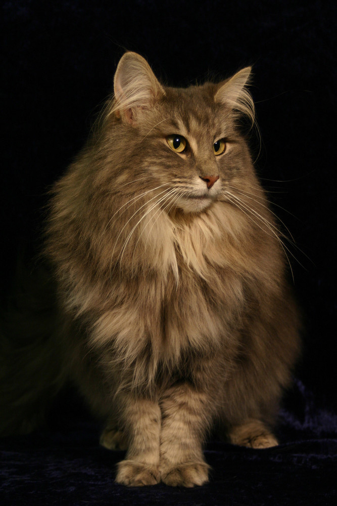 Norwegian Forest Cat - blue tabby