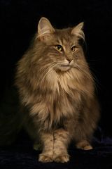 Norwegian Forest Cat - blue tabby