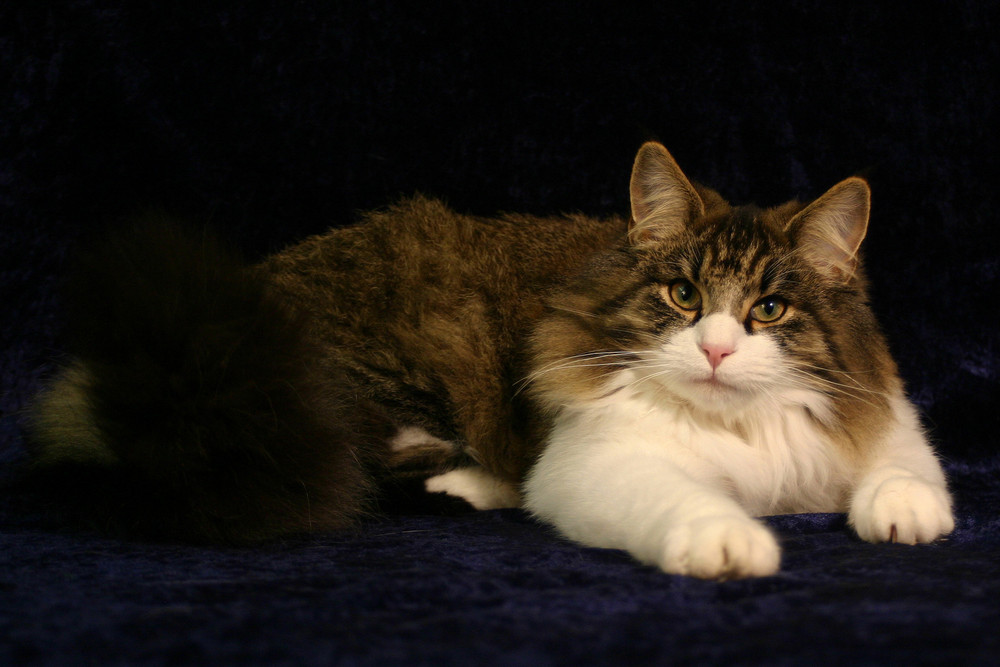 Norwegian Forest Cat