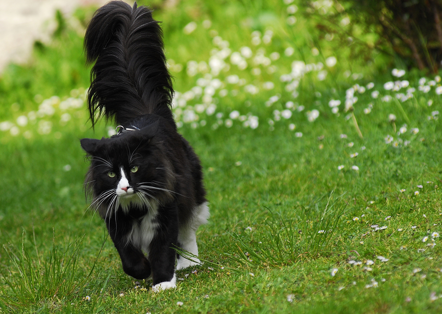 Norwegian forest cat