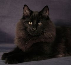 Norwegian Forest Cat -male