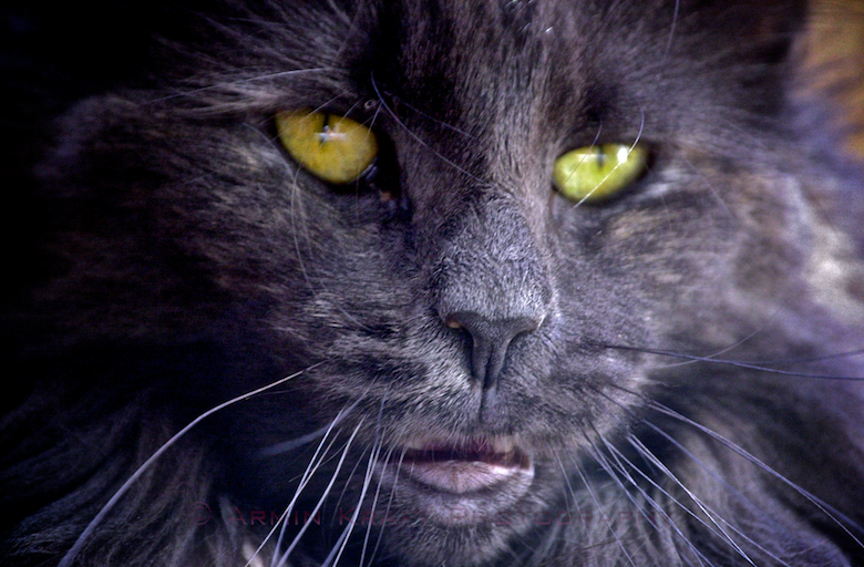 Norwegian Forest Cat - The Black Lady