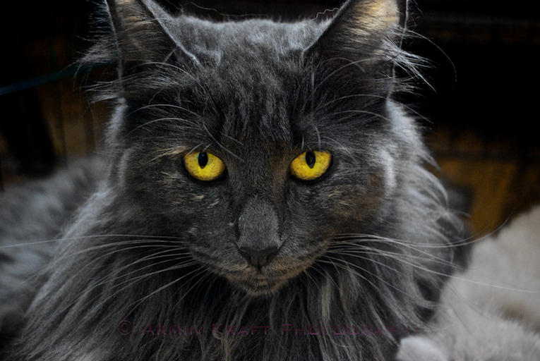 Norwegian Forest Cat - The Black Lady