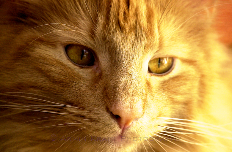 Norwegian Forest Cat - The Youngster