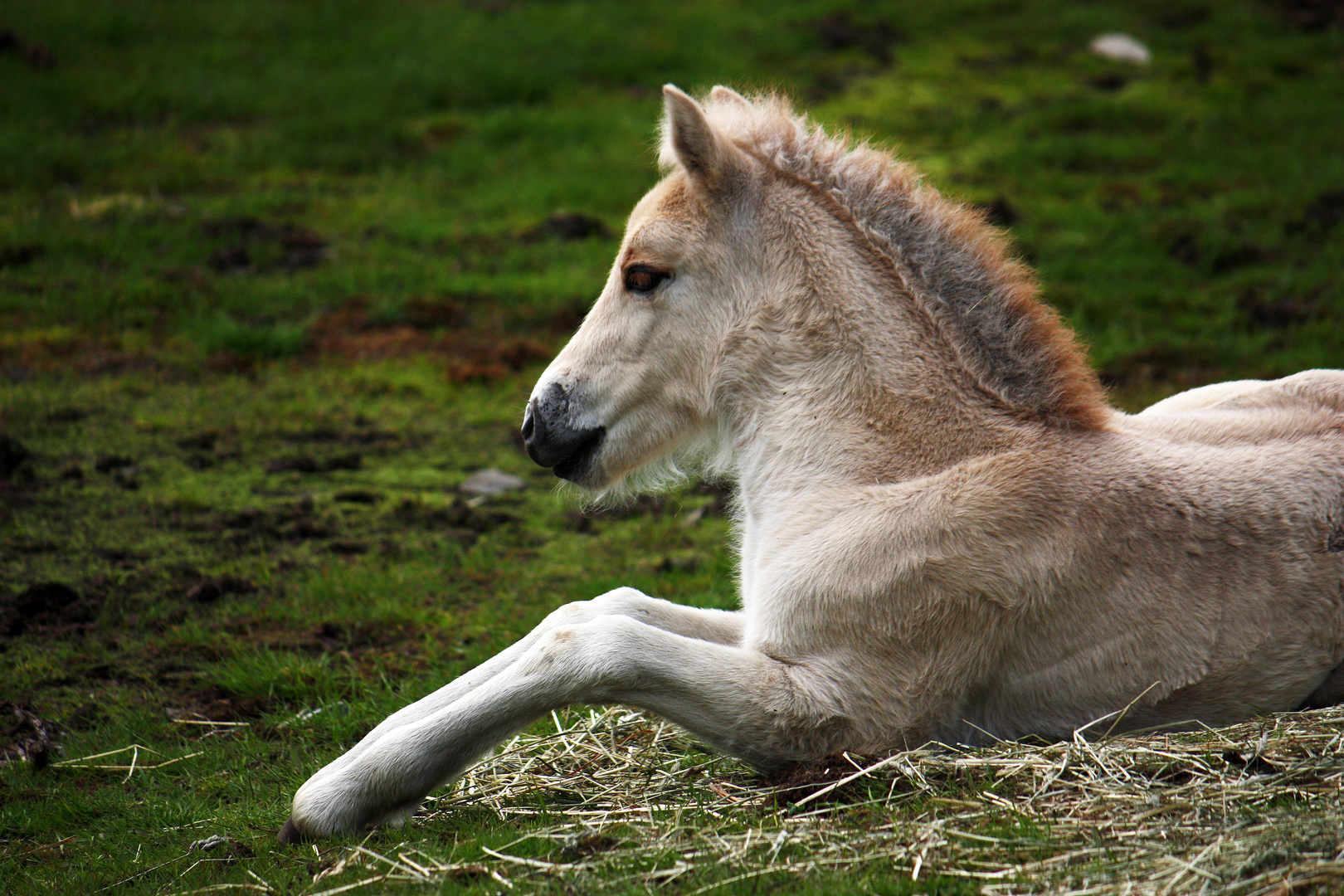 Norwegian horse