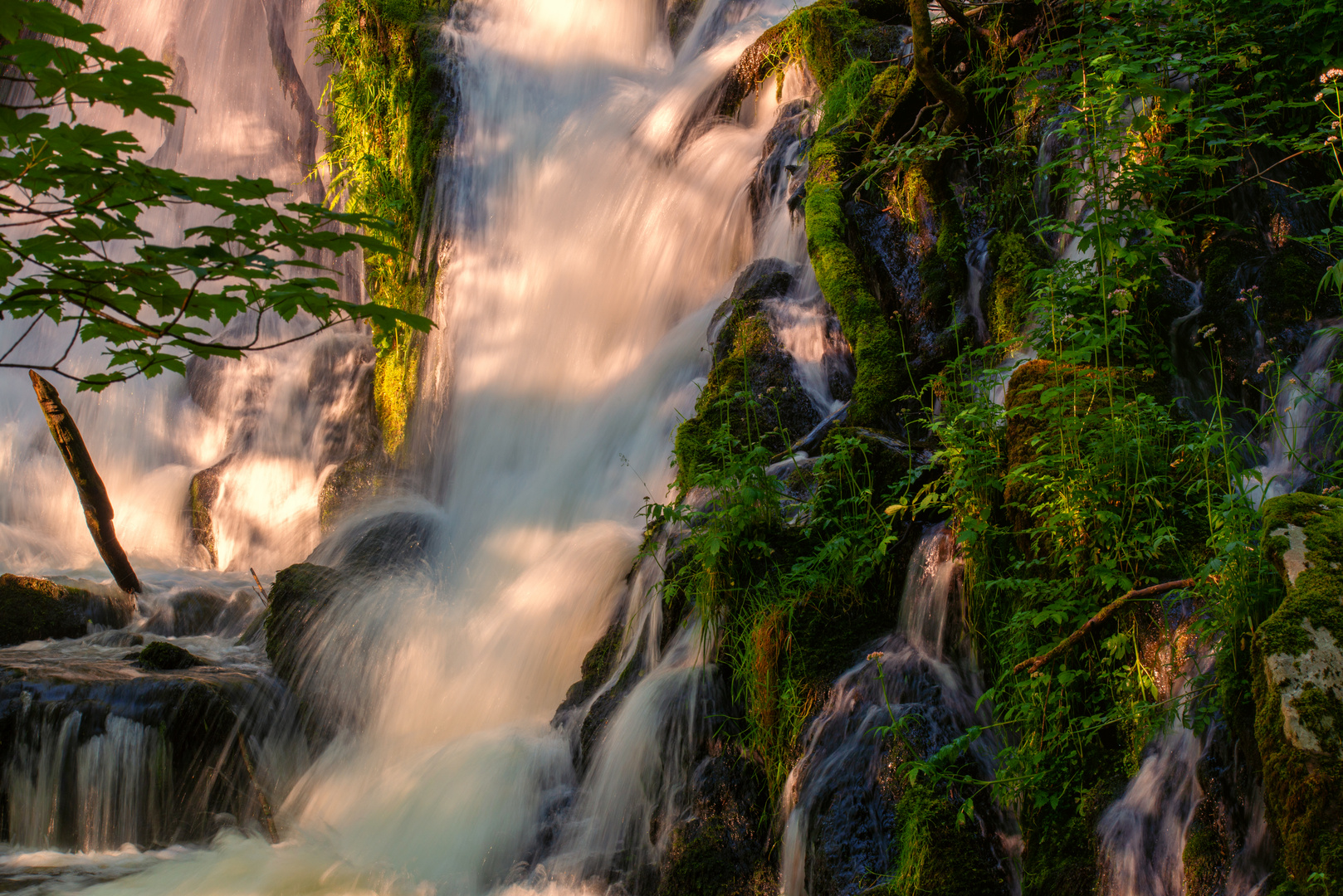 Norwegian jungle