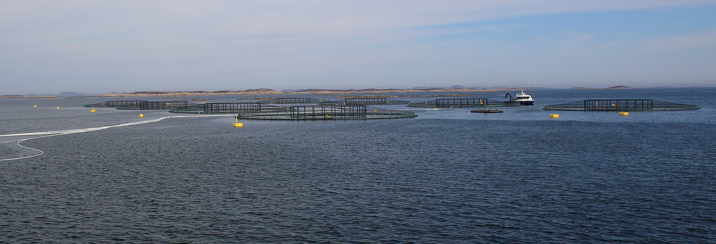 Norwegian Salmon Production