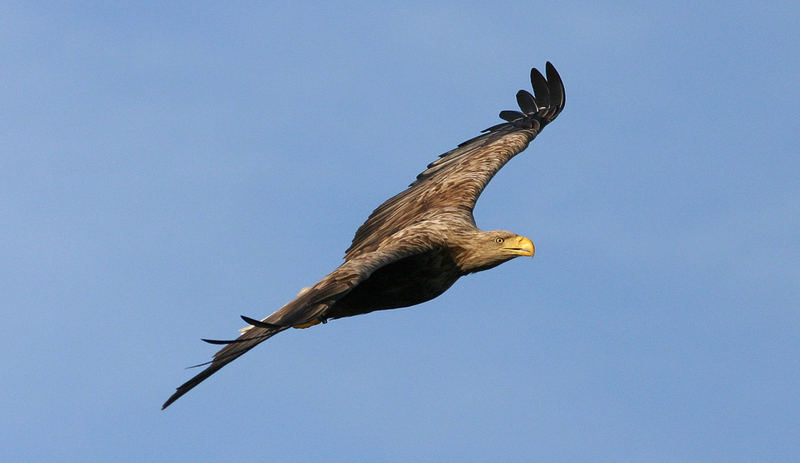 Norwegian Sea-eagle