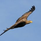 Norwegian Sea-eagle