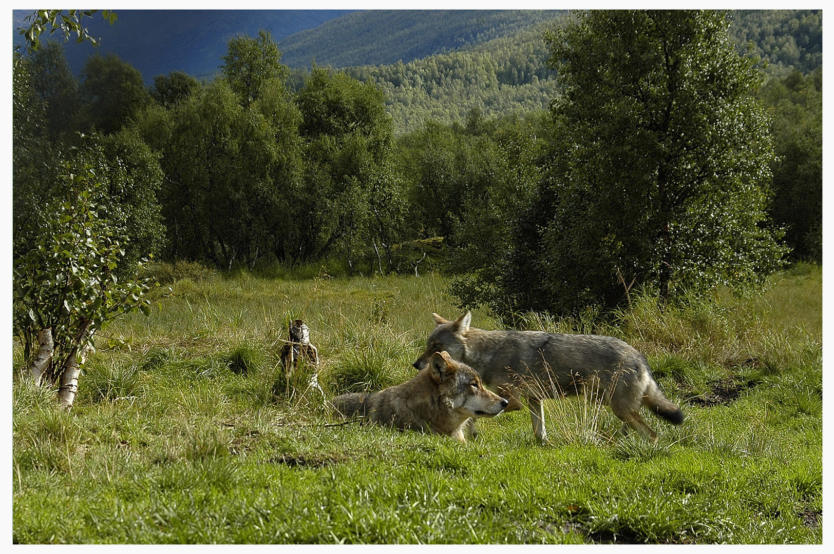 norwegian wolves