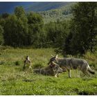 norwegian wolves