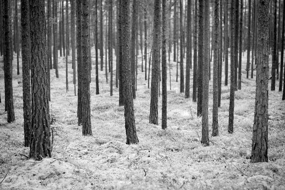 Norwegian Wood_2