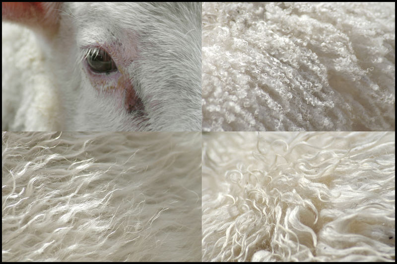 Norwegian wool