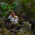 Norwegische Blüten und Flechten