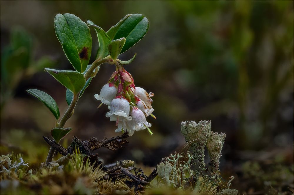 Norwegische Blüten und Flechten